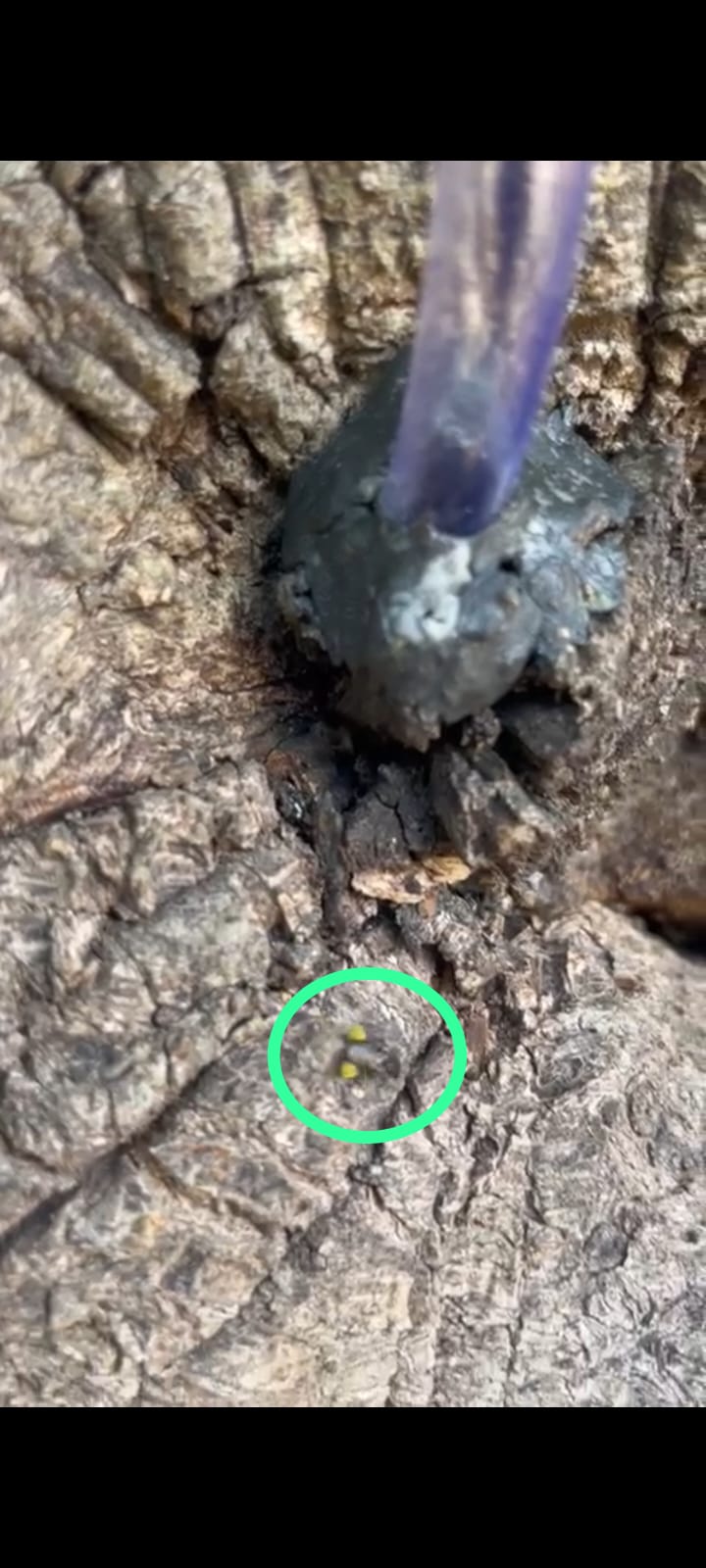 Propolis ,Royal Jelly and Bee pollen Production Techniques